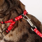 Комплект «Классика», капрон, поводок 120×1 см, ОГ 21-35 см, красный - Фото 8