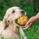 Квакающий мяч для собак большой, жёсткий, 9,5 см, жёлтый - фото 9195271