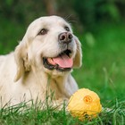 Квакающий мяч для собак большой, жёсткий, 9,5 см, жёлтый - Фото 10