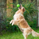 Квакающий мяч для собак большой, жёсткий, 9,5 см, зелёный - фото 9577682