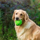 Квакающий мяч для собак большой, жёсткий, 9,5 см, зелёный - фото 9577683