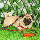 Комплект амуниции мягкий, светоотражающий, поводок 120 х 1,5 см, ОШ 35-53 см, оранжевый - Фото 11