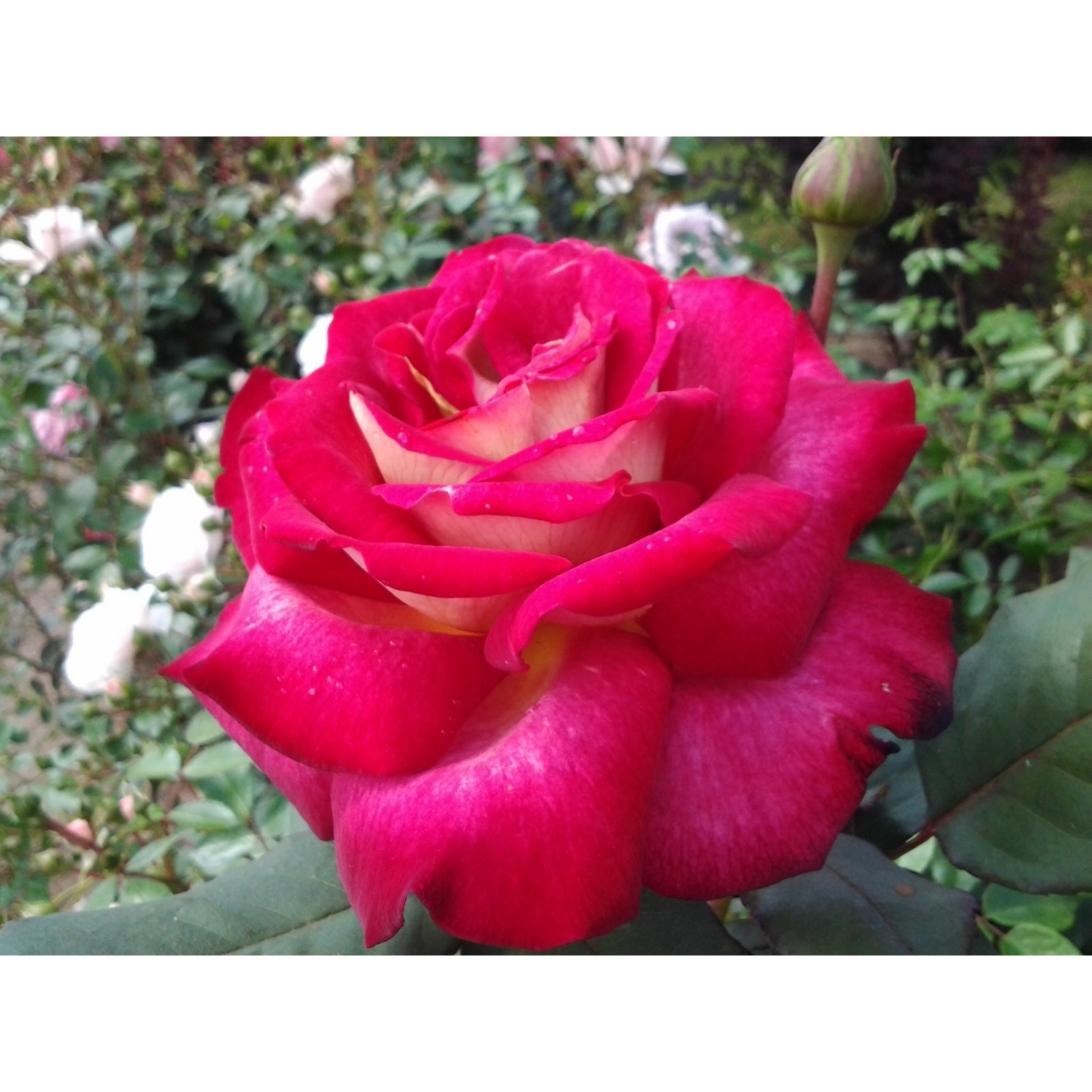 Саженец Роза Большой Театр (Rosa Bolchoi) купить в Москве по низкой цене из пито