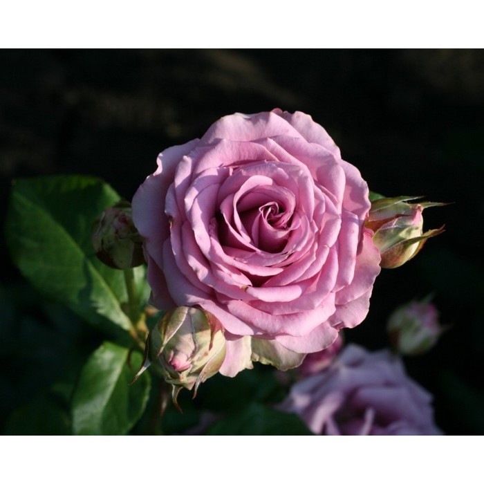 Саженец розы "Кул ватер" 1 шт - Фото 1