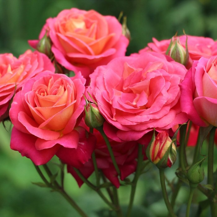 Роза мидсаммер фото и описание отзывы Роза мидсаммер фото и описание отзывы