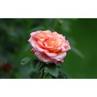 Саженец розы "Пичморн" 1 шт - Фото 1