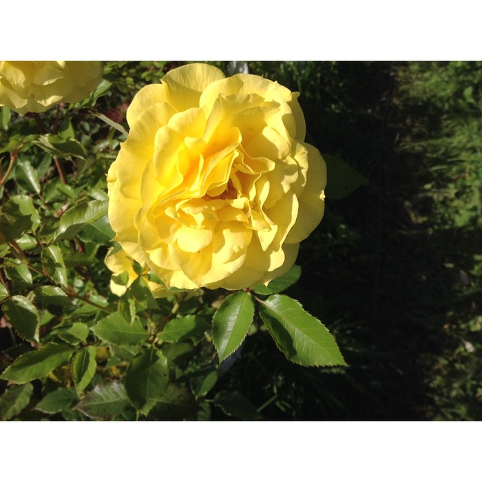 Саженец розы "Фрезия" 1 шт (7576685) - Купить по цене от 224.00 руб. Интернет ма