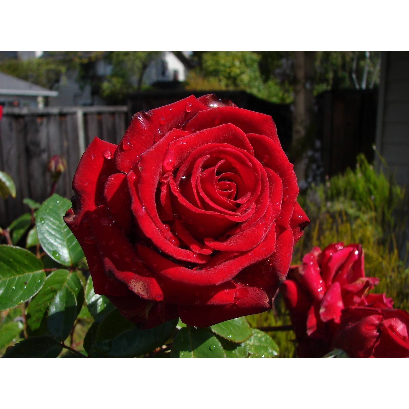 Роза эксплорер фото и описание отзывы зимостойкость Роза эксплорер фото и описание отзывы зимостойкость