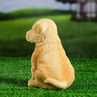 Садовая фигура из полистоуна «Щенок лабрадора», 17×12×20 см - Фото 3