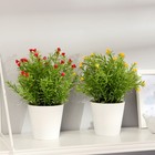Бонсай "Трава с мелкими цветочками" 9,5х21 см, микс - Фото 3