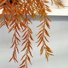 Бонсай "Ива пурпурная" растение 50 см (горшок h-8, d-8,5 см) микс - Фото 2