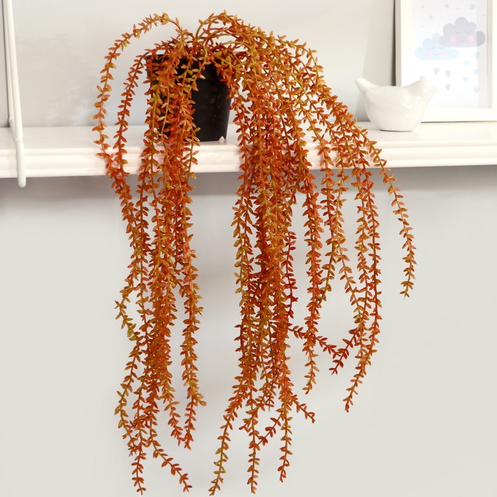 Бонсай "Аспарагус плакучий" длина растения-45 см,(горшок h-8, d-8.5см) микс - Фото 1