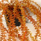 Бонсай "Аспарагус плакучий" длина растения-45 см,(горшок h-8, d-8.5см) микс - Фото 2