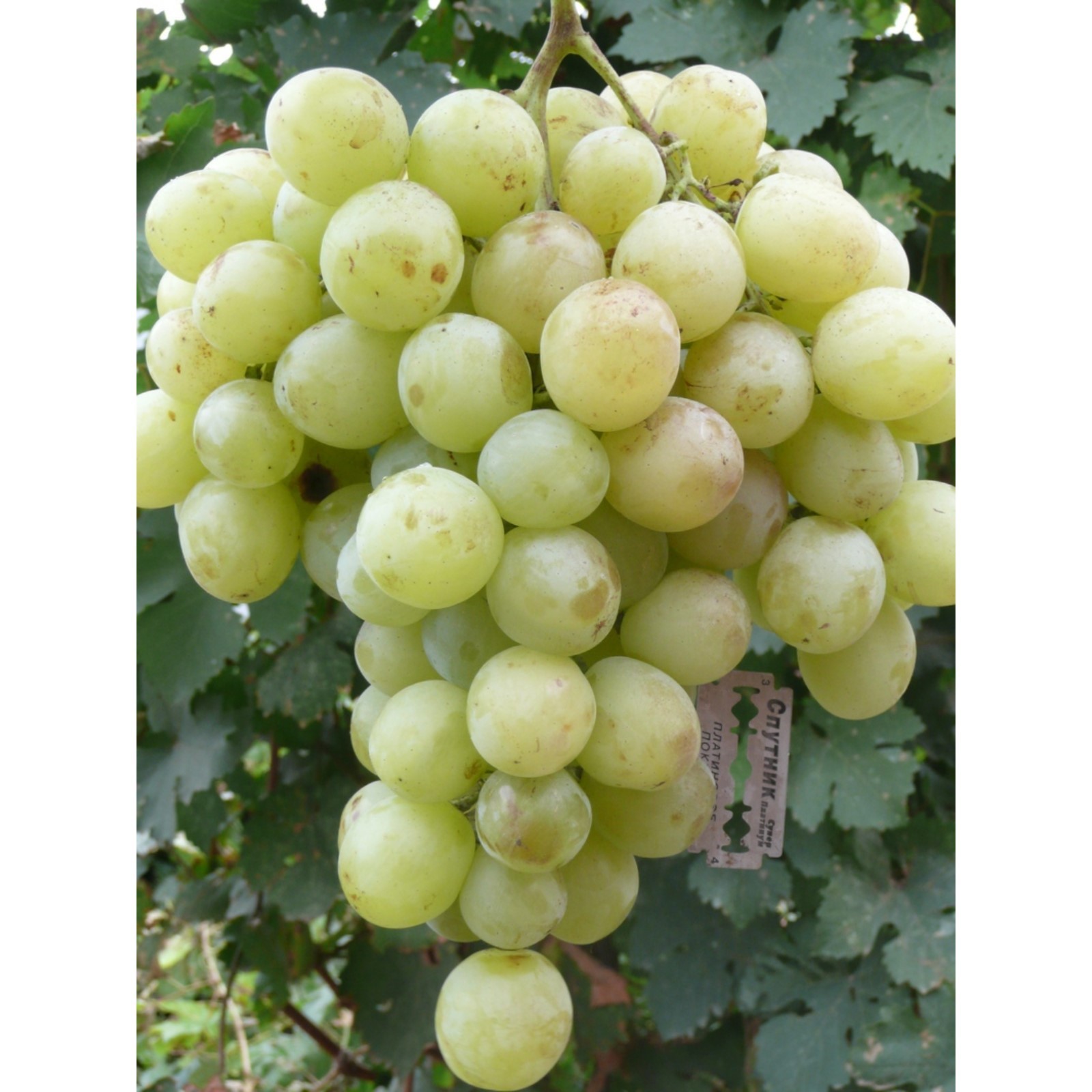 White Grapes Fruit seeds, Grape tree, Organic fruit