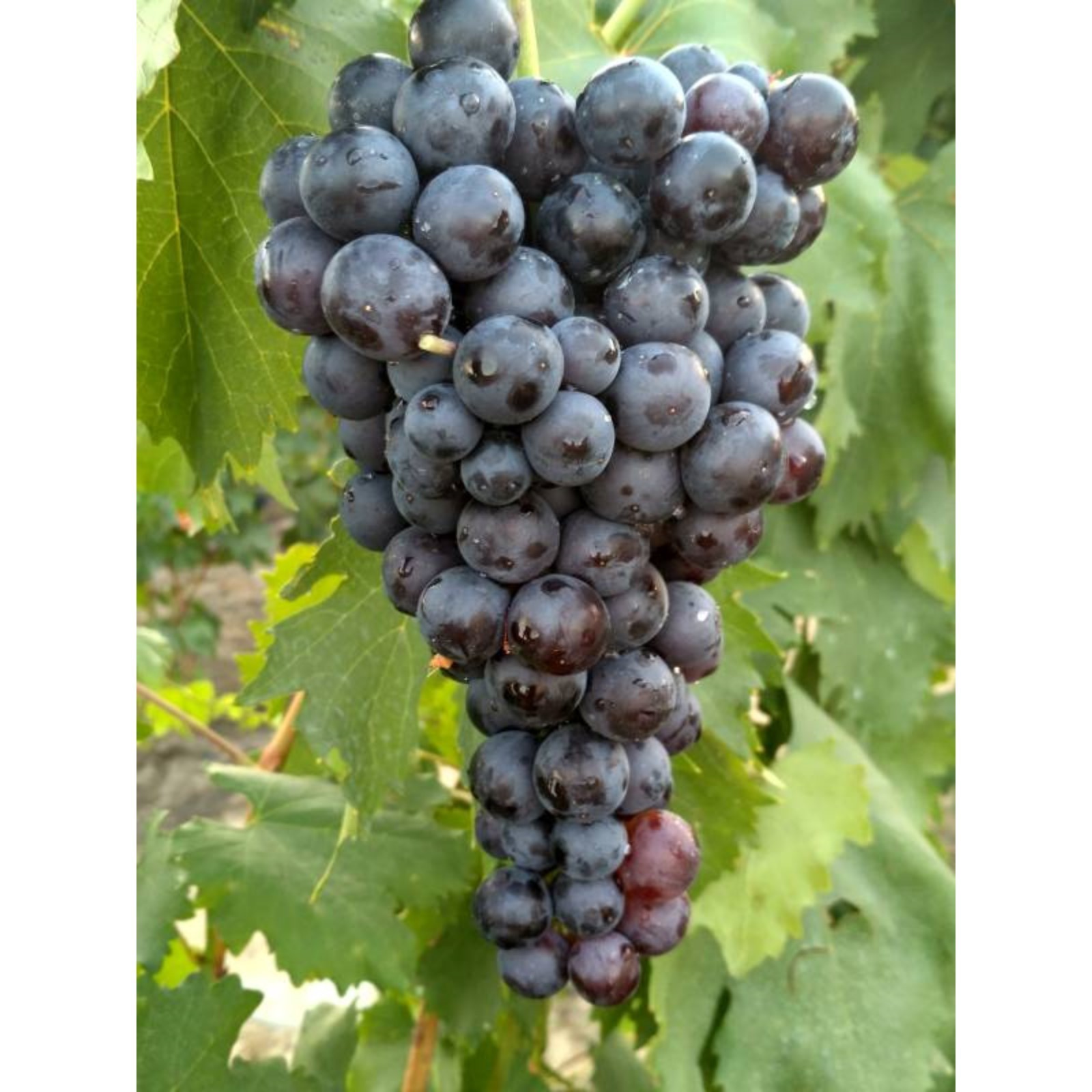 Виноград фиолетовый ранний описание сорта фото отзывы Виноград фиолетовый ранний описание сорта фото отзывы