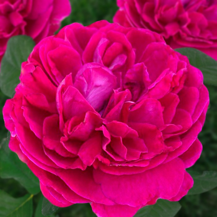 Саженец розы "Корвус", 1 шт,  Весна 2022 - Фото 1