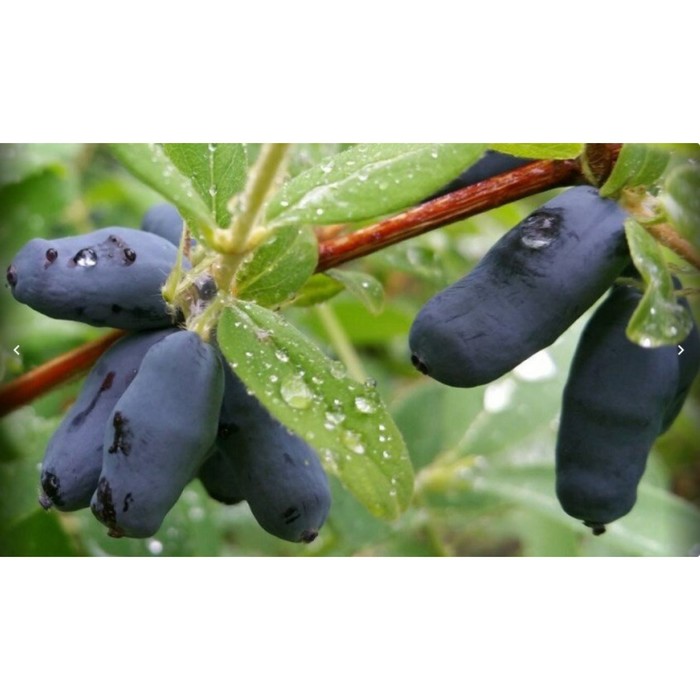 Джиант Харт Жимолость. Декоративноцветущие луковицы, рассада и саженцы