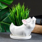 Декоративный горшок для цветов «Поросёнок», керамический, 150 мл, 12×6×10 см, с поддоном, белый, Greengo  (артикул 7314448)  большой выбор товаров оптом и в розницу по низким ценам с доставкой