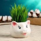 Горшок  "Голова поросенка" 9*9*7м - фото 40401787