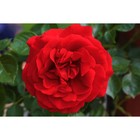Саженец розы "Якудза", 1 шт,  Весна 2024 - Фото 1