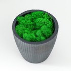 Стабилизированный мох в кашпо «Красота», 8 см, чёрное со мхом - фото 60797952