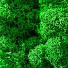 Стабилизированный мох в кашпо «Красота», 8 см, чёрное со мхом - фото 60797953