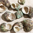 Набор ракушек, "Молюски №1", размер 2,5 - 4 см, 100 г - фото 37433847