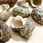 Набор ракушек, "Молюски №1", размер 2,5 - 4 см, 100 г - фото 37433848