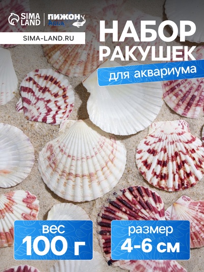 Набор ракушек «Гребешок пуксидатус», размер 4 - 6 см, 100 г