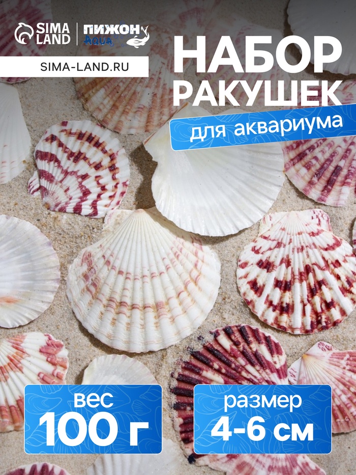 Набор ракушек «Гребешок пуксидатус», размер 4 - 6 см, 100 г - Фото 1