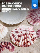 Набор ракушек «Гребешок пуксидатус», размер 4 - 6 см, 100 г - Фото 2
