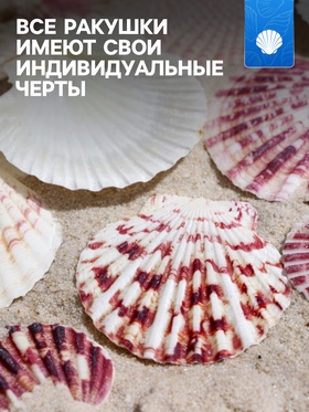 Набор ракушек, "Гребешок пуксидатус", размер 4 - 6 см, 100 г