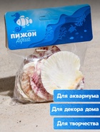 Набор ракушек «Гребешок пуксидатус», размер 4 - 6 см, 100 г - Фото 3