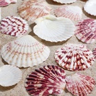 Набор ракушек «Гребешок пуксидатус», размер 4 - 6 см, 100 г - Фото 4