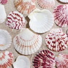 Набор ракушек, "Гребешок пуксидатус", размер 4 - 6 см, 100 г - фото 809298493