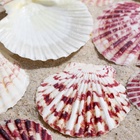 Набор ракушек «Гребешок пуксидатус», размер 4 - 6 см, 100 г - Фото 6