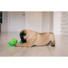 Игрушка мягкая для собак "Лягушка с канатом", с пищалкой, 18 см, зелёная - фото 6522944