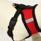 Шлейка с поводком, размер L, ОШ 33 см, ОГ 36-48 см, со светоотражающей нашивкой, мягкая, красная - Фото 5