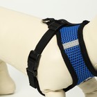 Комплект амуниции с мягкой шлейкой и светоотражающей нашивкой, L, ОШ 33 см, ОГ 36-48 см, синий 76143 - Фото 4