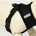 Шлейка с поводком, размер L, ОШ 33 см, ОГ 36-48 см, с светоотражающей нашивкой, мягкая, чёрная - Фото 4