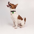 Ошейник для собак «Rochin dog» с адресником, ОШ 27-34 см - Фото 3