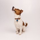 Ошейник для собак «Мой любимец» с адресником, ОШ 27-34 см - Фото 8