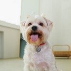 Ошейник с подвесом Made with love 31x1 см, розовый - фото 24116644