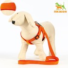 Шлейка с поводком, ширина 2 см, поводок 120 см, рельефная, оранжевая - Фото 1