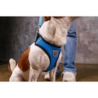 Шлейка дышащая с поводком и светоотражающей нашивкой, M, ОШ 33, ОГ 32-43, синяя - Фото 8