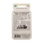 Семена Капуста белокочанная "Чудо на рекорд", F1, банка, 0,3 г 7584876 - фото 16229148