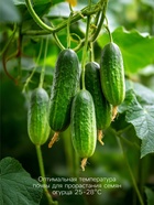 Семена огурца «Бум F1», 5 шт., «Уральский Дачник» - Фото 4