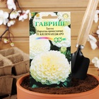 Семена цветов Тагетес, бархатцы прямые «Килиманджаро», F1, 0.05 г, «Гавриш» - Фото 6