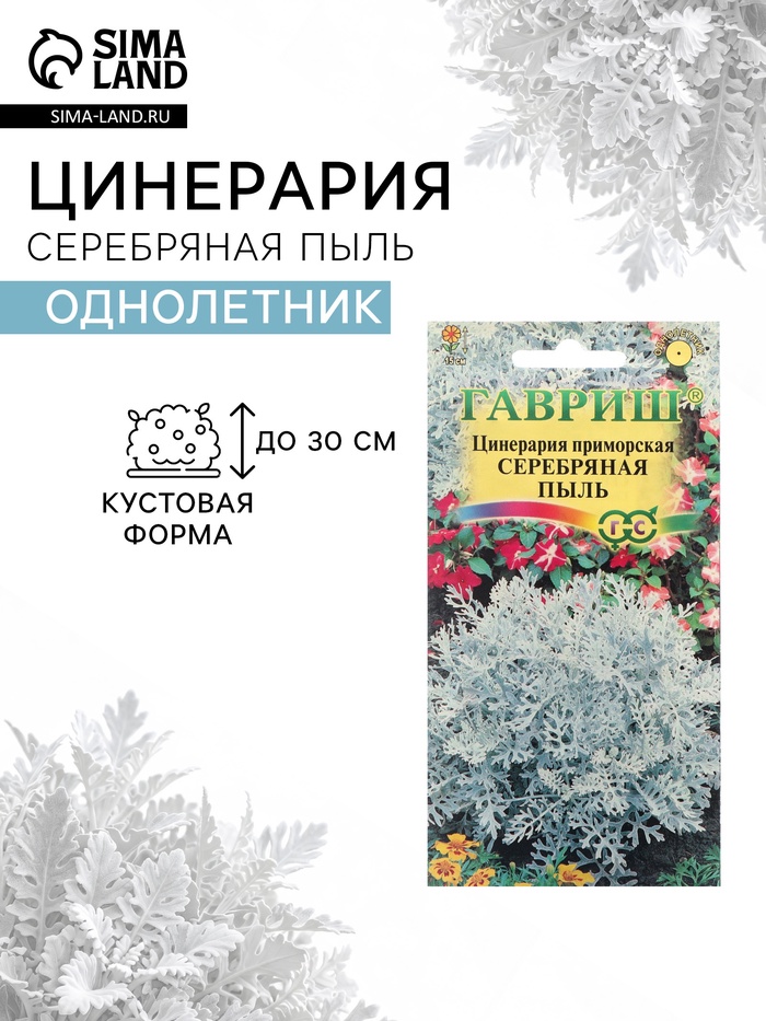 Семена цветов Цинерария приморская «Серебряная пыль» 0.05 г - Фото 1
