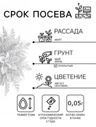 Семена цветов Цинерария приморская «Серебряная пыль» 0.05 г - Фото 2
